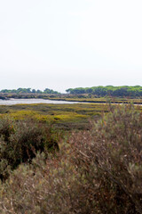 Fototapeta na wymiar Campo, planta, flor, rio y agua en parque natural del Río Piedras y Flecha del Rompido en Cartaya, Huelva, Andalucia, España