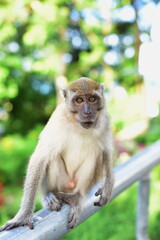 Monkey making a cute expression
A herd of monkeys that live in tourist attractions