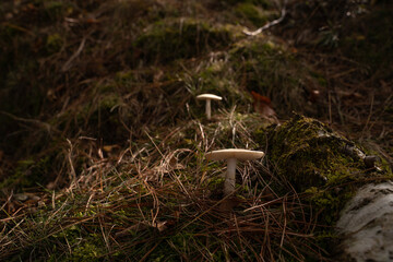 setas en el bosque