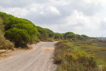 Campo, planta, flor, rio y agua en parque natural del Río Piedras y Flecha del Rompido en Cartaya, Huelva, Andalucia, España