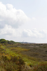 Campo, planta, flor, rio y agua en parque natural del Río Piedras y Flecha del Rompido en Cartaya, Huelva, Andalucia, España
