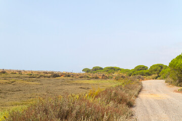 Fototapeta premium Campo, planta, flor, rio y agua en parque natural del Río Piedras y Flecha del Rompido en Cartaya, Huelva, Andalucia, España