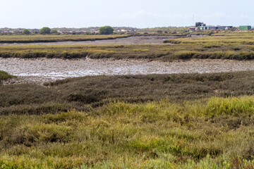 Campo, planta, flor, rio y agua en parque natural del Río Piedras y Flecha del Rompido en Cartaya, Huelva, Andalucia, España