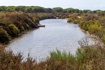 Campo, planta, flor, rio y agua en parque natural del Río Piedras y Flecha del Rompido en Cartaya, Huelva, Andalucia, España