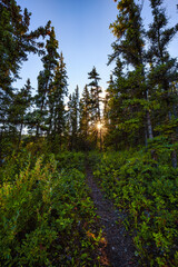 Beautiful Hiking Trail in the woods and Canadian Nature during a sunny sunset. Near Whitehorse, Yukon, Canada.