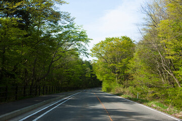 新緑の樹木と道路