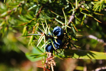 Blue juniper berries on a branch between green needles. Juniperus communis fruit.