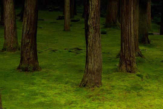 Japanese shrine moss / Japanese garden / Stone monument moss / Stone statue moss / Japanese landscape / Deep moss forest