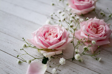 ピンクのバラ　花の背景素材