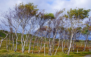 Flora auf Norderney