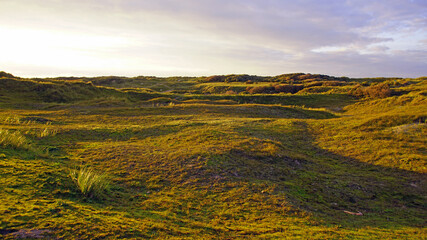 Flora auf Norderney