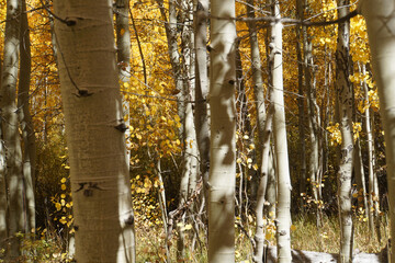 retty autumn scene with a grove of golden aspen trees, glowing in the sunlight