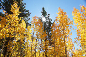 Pretty autumn scene in the woods with vibrant yellow and orange aspens, starburst sun beam and vivid blue skies