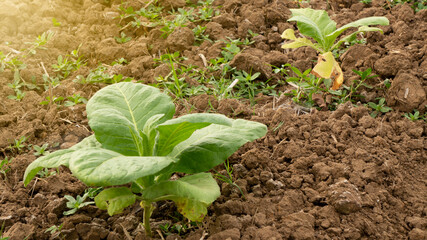 Tobacco leaves, one of the main ingredients in cigarette manufacture. Quality leaves make the taste of the shop more delicious
