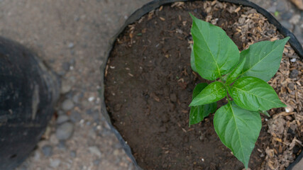 Chili plants in polybags, one of the limited land uses for gardening