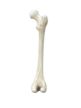 Right human femur bone, posterior view, bone anatomy, white background, 3d rendering