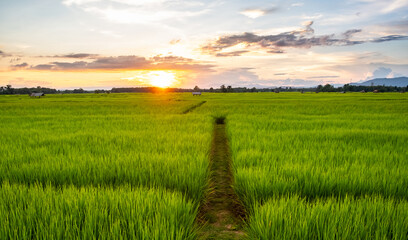 Young rice and  pathway in fields.