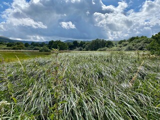 field of long grass