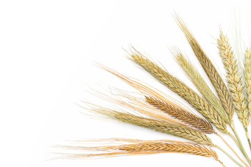 Set of dry ears of cereals. Composition with raw agricultural crops. Close up of dried corn bundle isolated on white sheet of paper with blank space