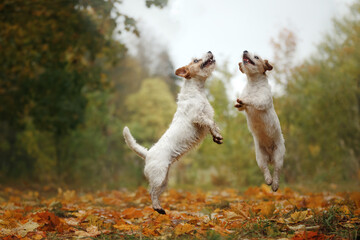 two dogs in yellow leaves. Happy jack russell terrier play in nature in autumn park. 