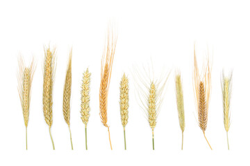 A set of dried ears of cereals isolated on white background. Dry cereals spikelets in a row with blank space for text. Ears of wheat, rye, barley and triticale. - obrazy, fototapety, plakaty