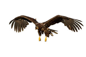 Eagle in flight. White-tailed eagle, Haliaeetus albicilla, flies with widely spread wings and open beak. Bird isolated on white background. Hunting majestic bird. The largest eagle in Europe.