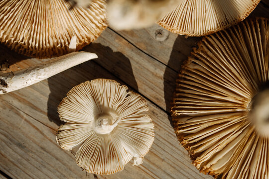 Fresh Wild Mushrooms