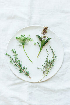 Still life of dill, rosemary and thyme from the garden
