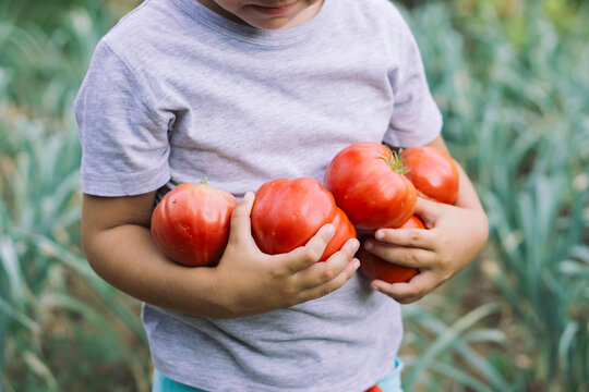 A boy holding tomatos in his arms
