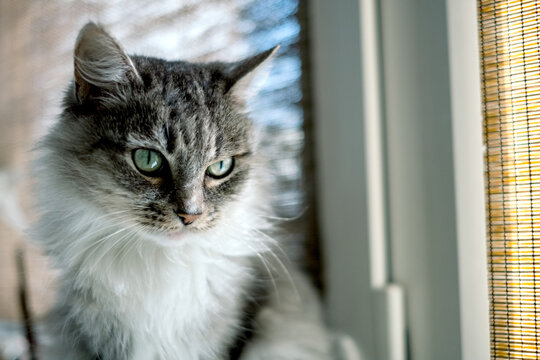 Cute grey cat near window