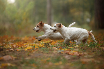 Naklejka premium two dogs in yellow leaves. Happy jack russell terrier play in nature in autumn park. 