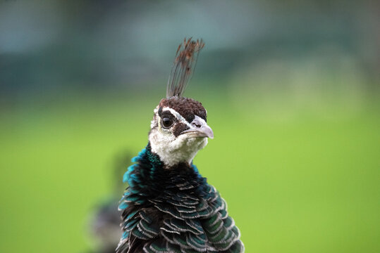 Peacock green and blue plumage