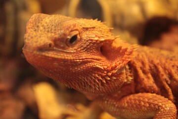 Decor pictures Agama