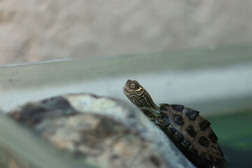 Fotos de Tortugas