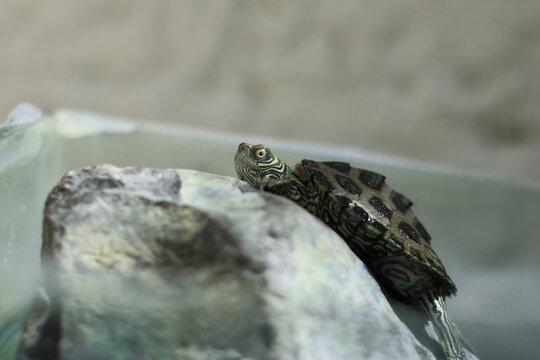 Fotos de Tortugas