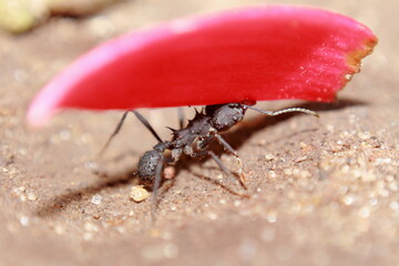 the worker ants