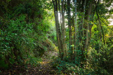 Obraz premium Beautiful forest with amazing green multiple vegetation
