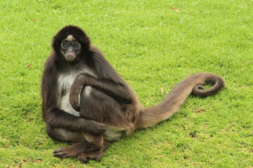 Primate sentada pensativa, césped verde