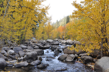 Scenic landscape view of trees with golden fall colors framing a river with large boulders
