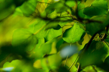 Green leaves in the woods background