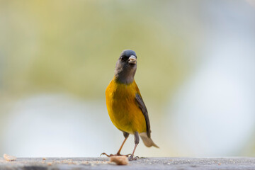 Comesebo, (Phrygilus Patagonicus). Bird of South America. colorful and small bird that can be seen in all the parks of Patagonia.