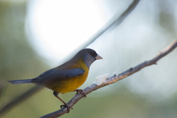 Comesebo, (Phrygilus Patagonicus). Bird of South America. colorful and small bird that can be seen in all the parks of Patagonia.