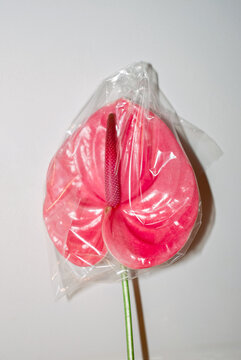 Pink exotic flower wrapped in plastic