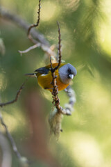 Comesebo, (Phrygilus Patagonicus). Bird of South America. colorful and small bird that can be seen in all the parks of Patagonia.