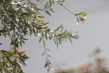 branches of callistemon tree with rain droplets outdoor in backyard shot with telephoto lens