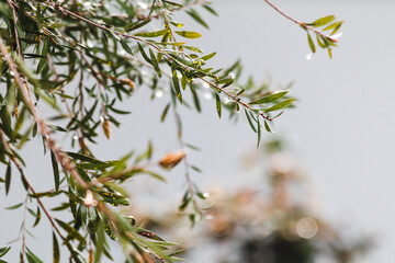 branches of callistemon tree with rain droplets outdoor in backyard shot with telephoto lens