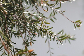 branches of callistemon tree with rain droplets outdoor in backyard shot with telephoto lens