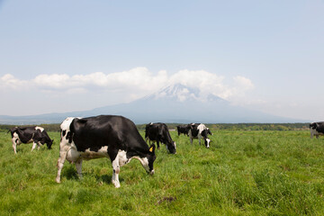 朝霧高原からの富士山