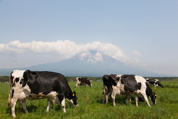朝霧高原からの富士山