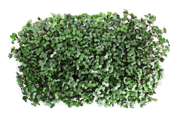 Obraz premium Fresh organic microgreen on white background, top view